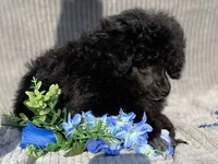 Petey, a male Poodle - Toy  for sale in Hillsboro, AL – 5 of 6
