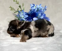 AKC Allen, a male Miniature Dachshund for sale in Hillsboro, AL – 5 of 6