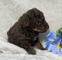 AKC Trevor, a male Poodle - Toy  for sale in Hillsboro, AL – 5 of 8