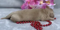 AKC MaryAnne (red), a female Miniature Dachshund for sale in Hillsboro, AL – 3 of 6