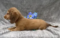 AKC Mitchell, a male Miniature Dachshund for sale in Hillsboro, AL – 6 of 10