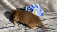 AKC Mitchell, a male Miniature Dachshund for sale in Hillsboro, AL – Photo 6 of 7