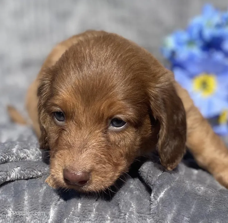 AKC Mitchell – Miniature Dachshund puppy for sale in Hillsboro, AL