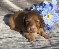 AKC Mitchell, a male Miniature Dachshund for sale in Hillsboro, AL – Photo 1 of 7