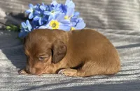 AKC Mitchell, a male Miniature Dachshund for sale in Hillsboro, AL – Photo 3 of 7