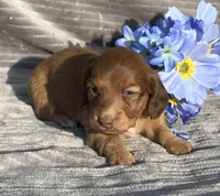 AKC Mitchell, a male Miniature Dachshund for sale in Hillsboro, AL – Photo 4 of 7