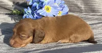 AKC Mitchell, a male Miniature Dachshund for sale in Hillsboro, AL – Photo 5 of 7