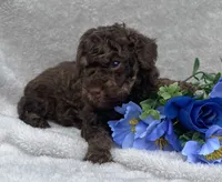 AKC Trevor, a male Poodle - Toy  for sale in Hillsboro, AL – 1 of 8