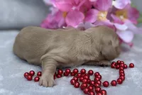 AKC MaryAnne (red), a female Miniature Dachshund for sale in Hillsboro, AL – 6 of 6