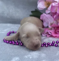 AKC Melody (purple), a female Miniature Dachshund for sale in Hillsboro, AL – 4 of 6