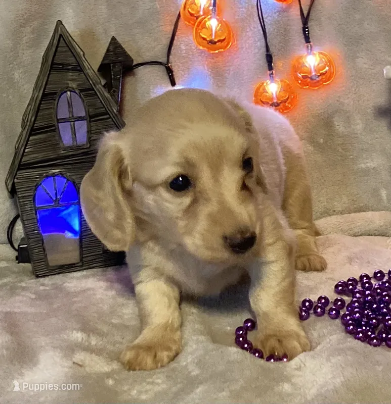 AKC Melody (purple) – Miniature Dachshund puppy for sale in Hillsboro, AL