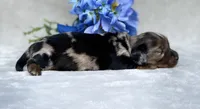 AKC Allen, a male Miniature Dachshund for sale in Hillsboro, AL – 4 of 6