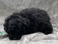 AKC Petey, a male Poodle - Toy  for sale in Hillsboro, AL – 5 of 10