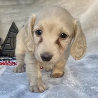 AKC MaryAnne (red), a female Miniature Dachshund for sale in Hillsboro, AL – 5 of 8