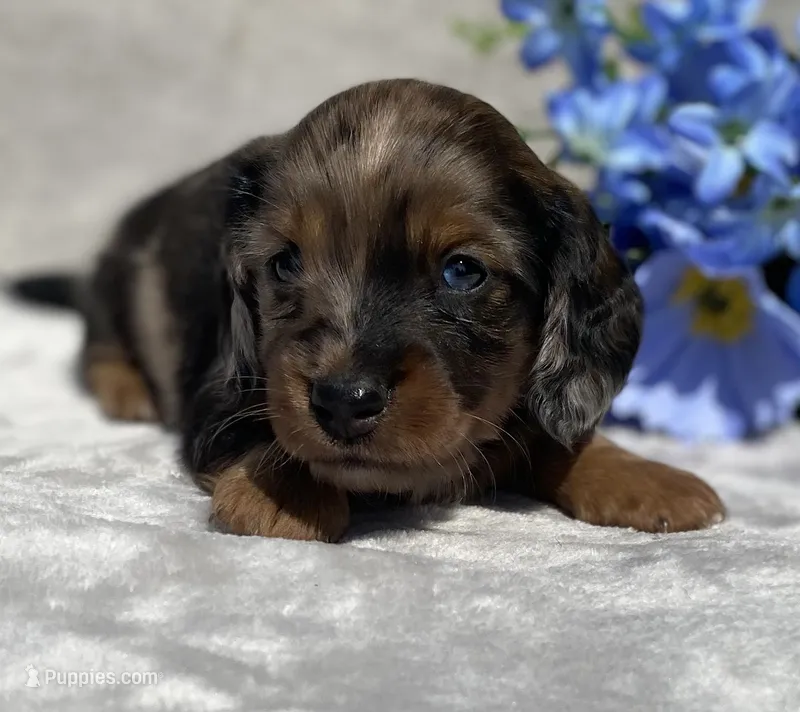 AKC Allen – Miniature Dachshund puppy for sale in Hillsboro, AL