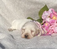 AKC Lisalotte, a female Miniature Dachshund for sale in Hillsboro, AL – 4 of 5