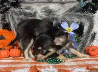 Ckc Kenny, a male Chihuahua for sale in Hillsboro, AL – Photo 6 of 6