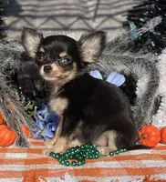 Ckc Kenny, a male Chihuahua for sale in Hillsboro, AL – Photo 4 of 6