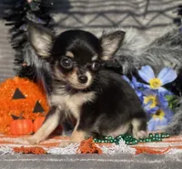 Ckc Kenny, a male Chihuahua for sale in Hillsboro, AL – Photo 3 of 6