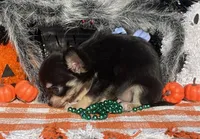 Ckc Kenny, a male Chihuahua for sale in Hillsboro, AL – Photo 2 of 6