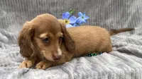 AKC Mitchell, a male Miniature Dachshund for sale in Hillsboro, AL – 10 of 10