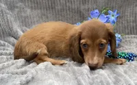 AKC Mitchell, a male Miniature Dachshund for sale in Hillsboro, AL – 3 of 10
