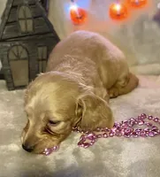 AKC Madeline (pink), a female Miniature Dachshund for sale in Hillsboro, AL – 7 of 7