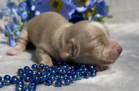 AKC Milton (blue), a male Miniature Dachshund for sale in Hillsboro, AL – 6 of 7
