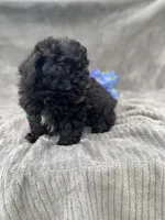 AKC Petey, a male Poodle - Toy  for sale in Hillsboro, AL – 9 of 10