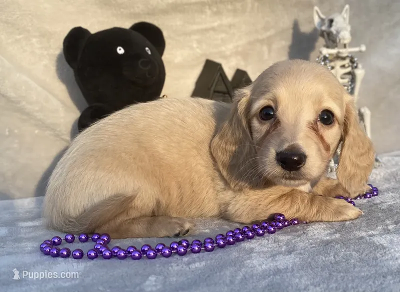 AKC Melody (purple) – Miniature Dachshund puppy for sale in Hillsboro, AL
