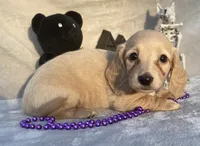 AKC Melody (purple), a female Miniature Dachshund for sale in Hillsboro, AL – 1 of 8