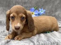 AKC Mitchell, a male Miniature Dachshund for sale in Hillsboro, AL – 9 of 10