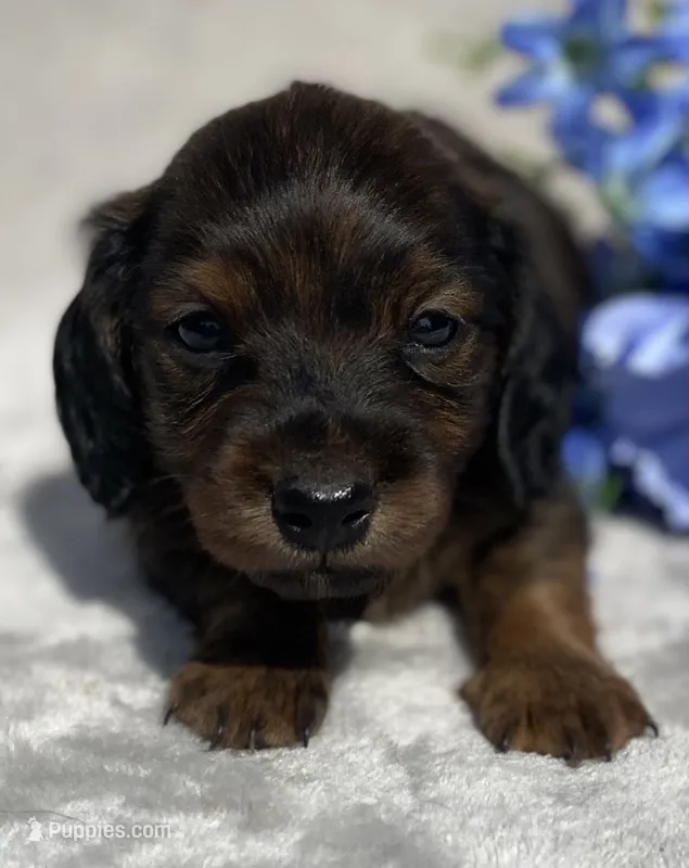 AKC Alex – Miniature Dachshund puppy for sale in Hillsboro, AL