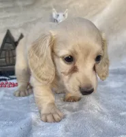 AKC MaryAnne (red), a female Miniature Dachshund for sale in Hillsboro, AL – 4 of 8