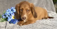 AKC Mitchell, a male Miniature Dachshund for sale in Hillsboro, AL – 4 of 5