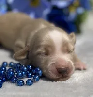 AKC Milton (blue), a male Miniature Dachshund for sale in Hillsboro, AL – 1 of 7
