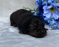 AKC Alex, a male Miniature Dachshund for sale in Hillsboro, AL – 3 of 6