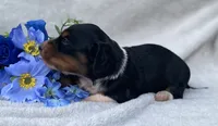 AKC Lawrence, a male Miniature Dachshund for sale in Hillsboro, AL – 4 of 8