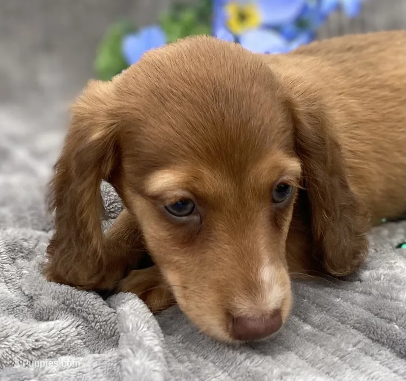 AKC Mitchell – Miniature Dachshund puppy for sale in Hillsboro, AL
