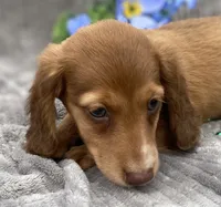 AKC Mitchell, a male Miniature Dachshund for sale in Hillsboro, AL – 1 of 10
