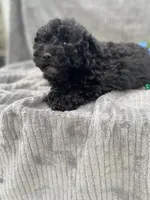 AKC Petey, a male Poodle - Toy  for sale in Hillsboro, AL – 8 of 10