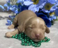 AKC Morris (green), a male Miniature Dachshund for sale in Hillsboro, AL – 3 of 7