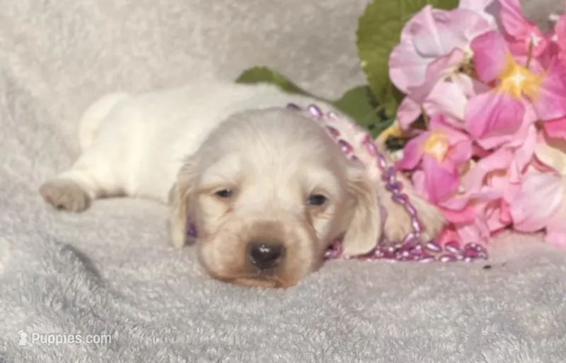AKC Lisalotte – Miniature Dachshund puppy for sale in Hillsboro, AL