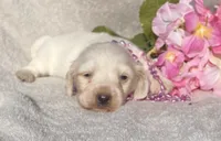AKC Lisalotte, a female Miniature Dachshund for sale in Hillsboro, AL – 1 of 5