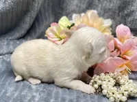 CKC Katy pending, a female Chihuahua for sale in Hillsboro, AL – Photo 5 of 8