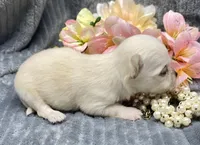 CKC Katy pending, a female Chihuahua for sale in Hillsboro, AL – Photo 4 of 8