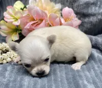 CKC Katy pending, a female Chihuahua for sale in Hillsboro, AL – Photo 1 of 8