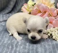 CKC Katy pending, a female Chihuahua for sale in Hillsboro, AL – Photo 2 of 8