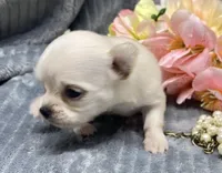 CKC Katy pending, a female Chihuahua for sale in Hillsboro, AL – Photo 6 of 8