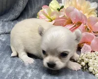 CKC Katy pending, a female Chihuahua for sale in Hillsboro, AL – Photo 3 of 8